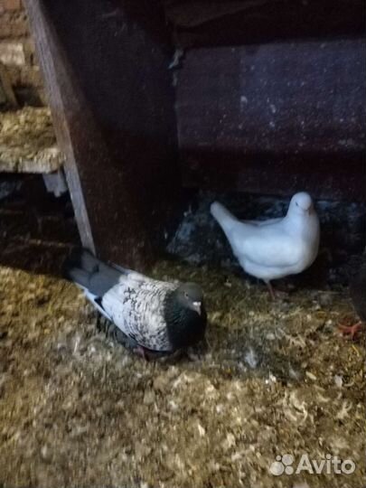 Римский великан. Польская рысь и др