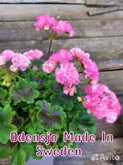 Пеларгония сортовая черенки