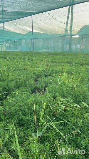 Саженцы ели зкс от производителя