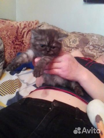 Шотландские котята