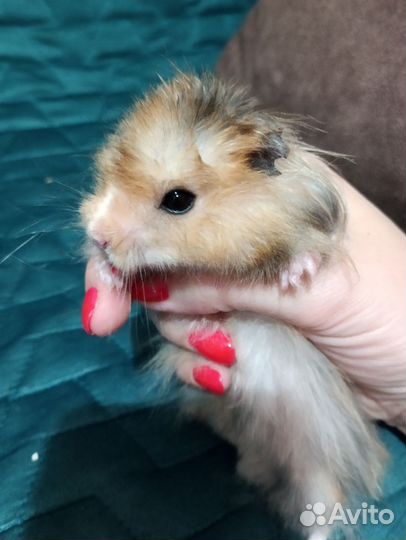 Сирийский хомяк малыш