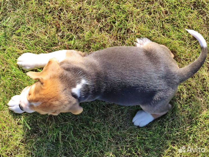 Бигль щенки