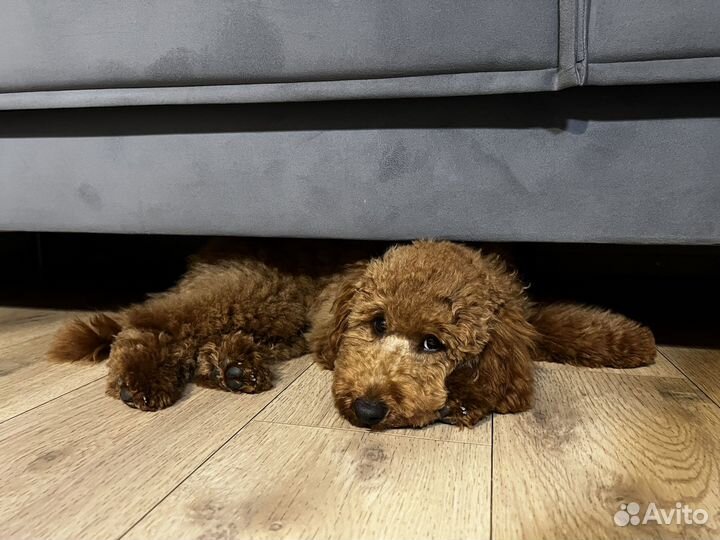 Малый пудель мальчик