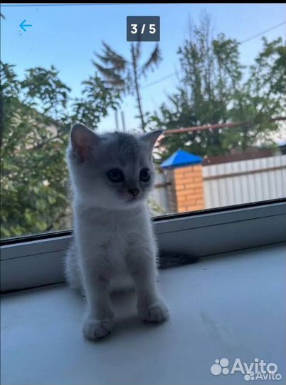 Котята