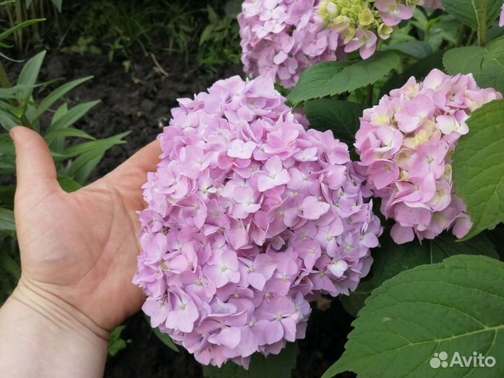 Гартензия розово-голубая, сорт Вечное лето, белая