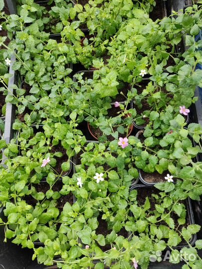 Рассада цветов