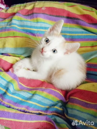 Смышленые котята 2