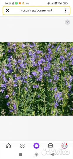 Иссоп лекарственных бронхит, астма