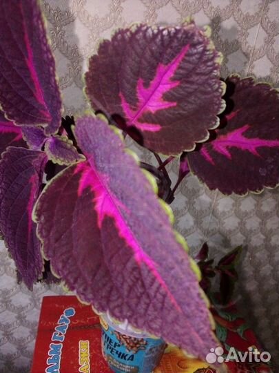 Колеус. Крапивка