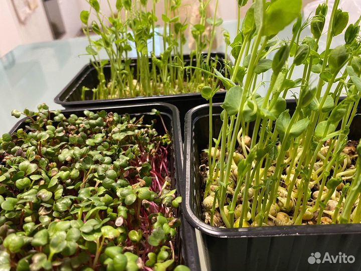 Микрозелень