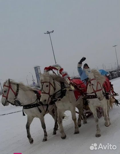 Заказ лошадей