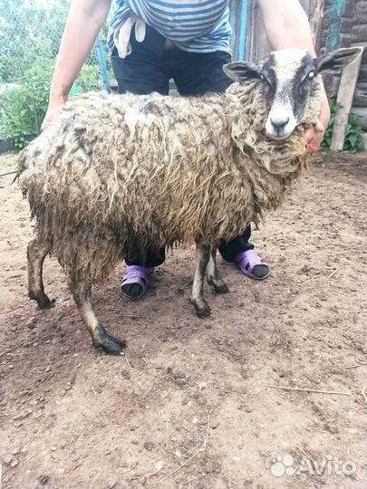 Овцы, ягнята