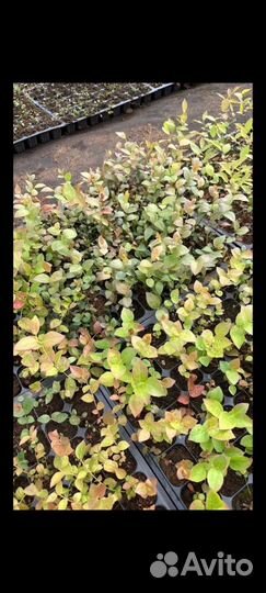 Голубика сортовая