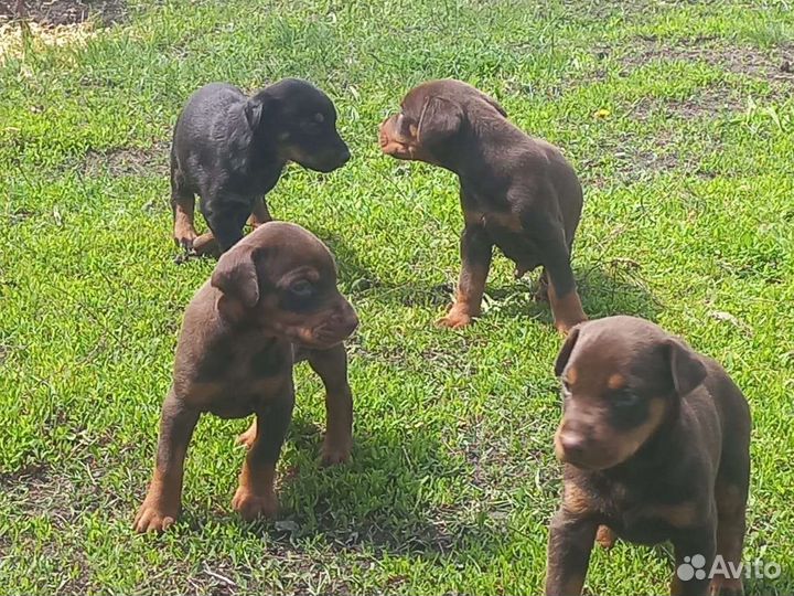 Доберман вязка