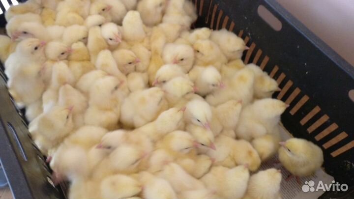 Гусята, цыплята, утята