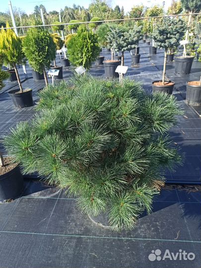 Ель Бергманс Мини С25 Н60см