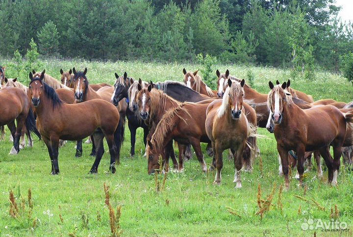 Кобылы и жеребята башкирской породы