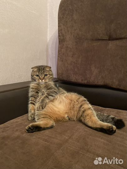Британский кот