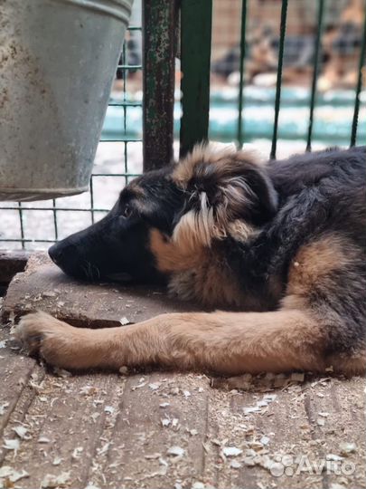 Собака бесплатно, Шкипер