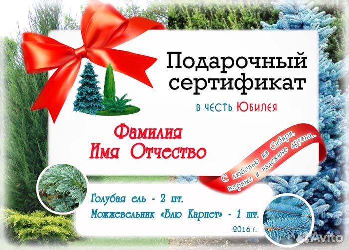 Ель голубая - Живой подарок