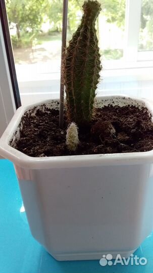 Кактусы и суккуленты