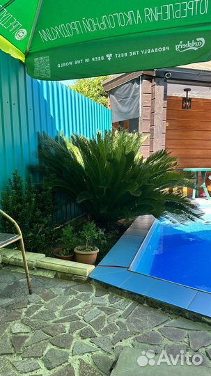 Пальма цикас революта