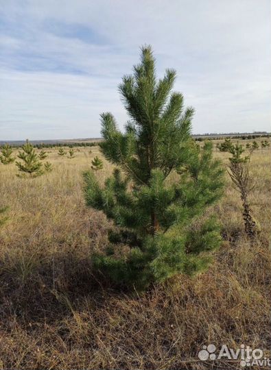 Сосна новогодняя живая оптом