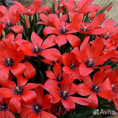 Мини тюльпаны. Луковицы