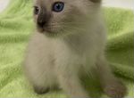 Котята шотландские с голубыми глазами