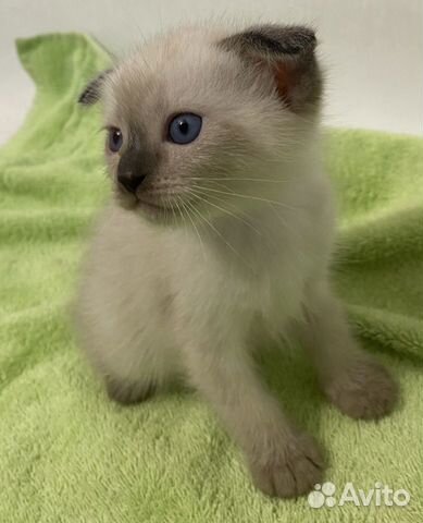 Котята шотландские с голубыми глазами объявление продам