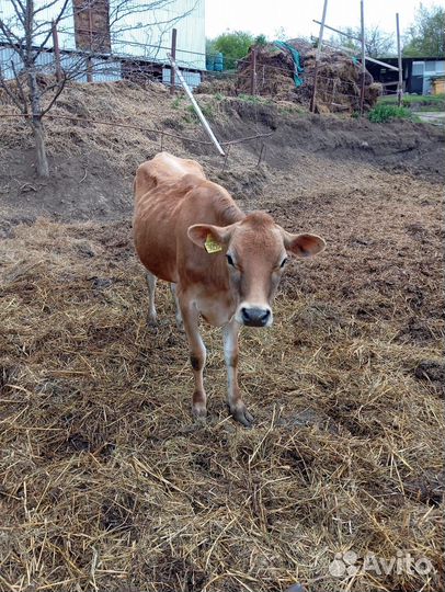 Коровы джерси