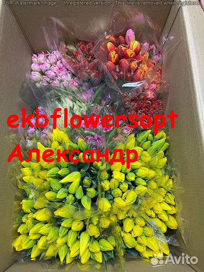 Тюльпаны на 8 марта оптом