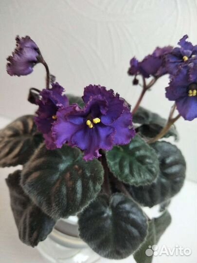 Продаю стартеры фиалок,некоторые цветут
