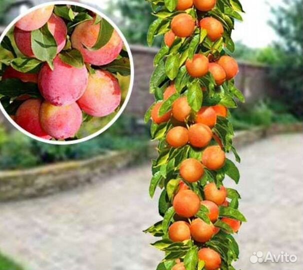 Слива колоновидная саженцы