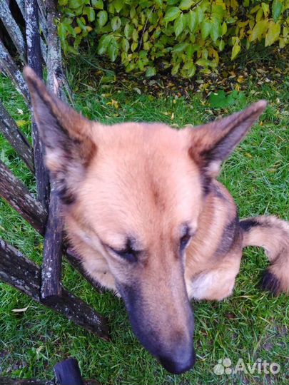 Найдена собака