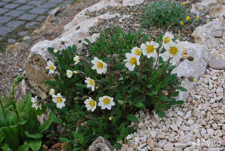 Редкие садовые растения