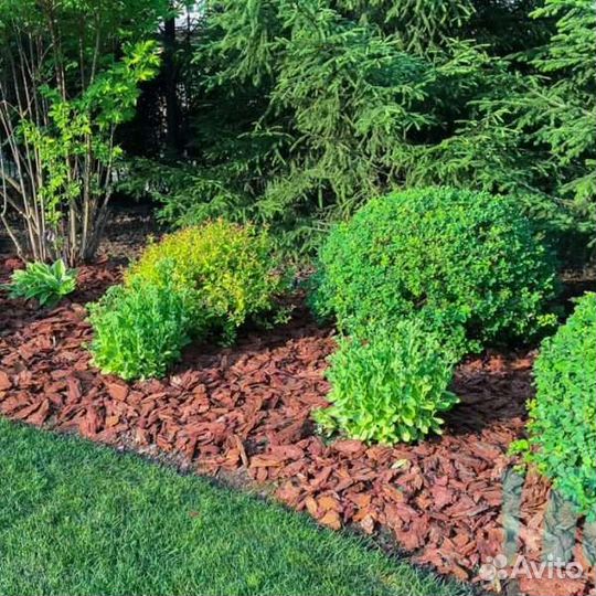 Кора сибирской лиственницы