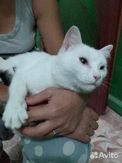 Кошка Герда