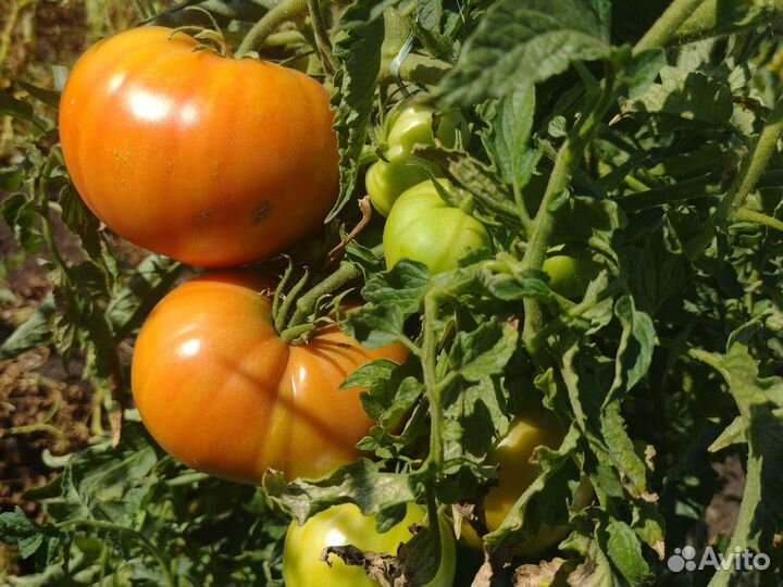 Помидоры