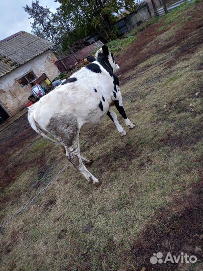 Телка апрельская