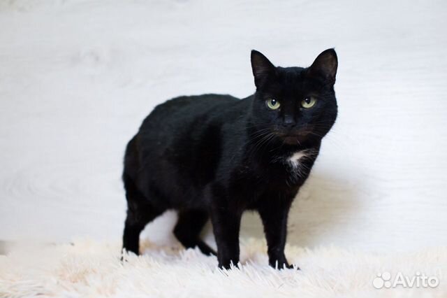 Кошка Тома в добрые руки