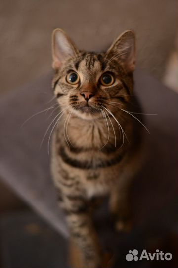 Котик Шухер 7 мес