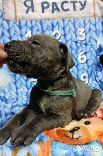 Немецкий дог голубого окраса девочка