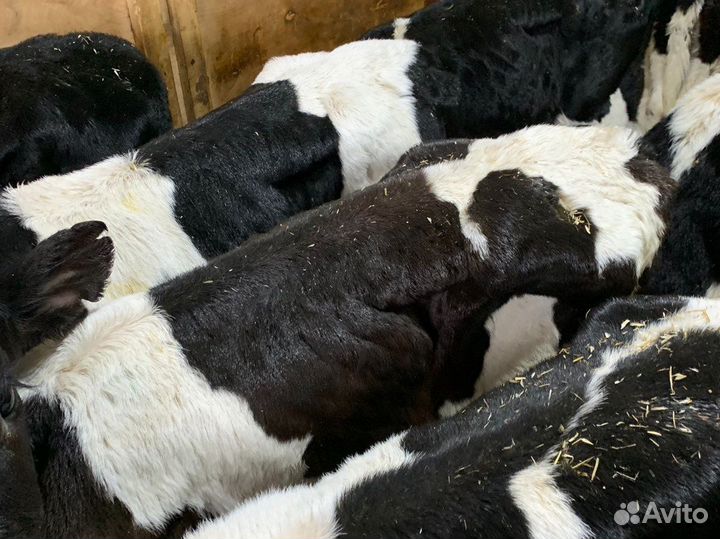 Бычки телята