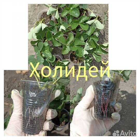 Рассада клубники усы