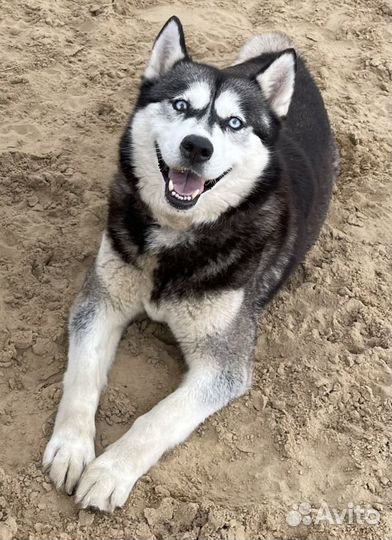 Сибирский хаски девочка голубоглазая в дар