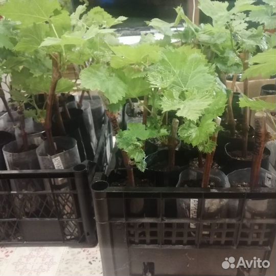 Вегетирующие саженцы винограда