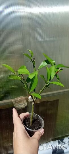 Лимон Павловский, Пандероза, Новозеландский,Мейр