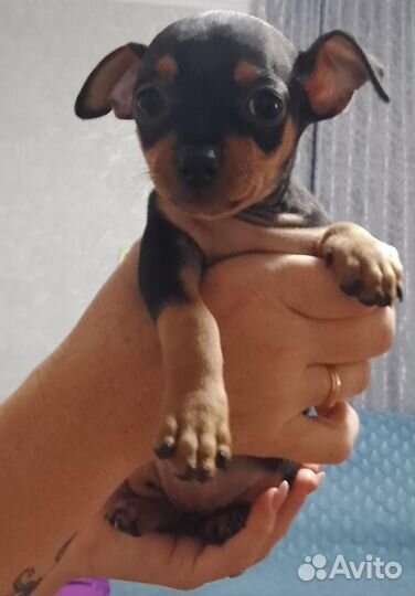 Щенок порода той терьер продам