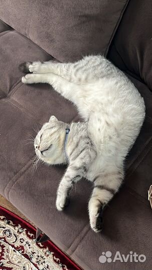 Шотланский кот
